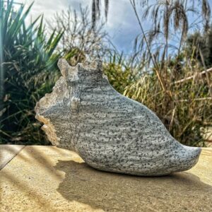 conch